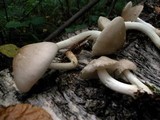 Pluteus petasatus image