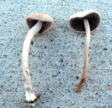Panaeolus cinctulus image
