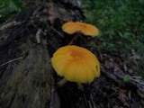 Pluteus chrysophaeus image