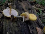Pluteus chrysophaeus image