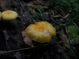 Pluteus chrysophaeus image