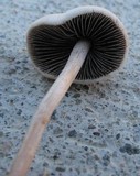 Panaeolus cinctulus image