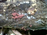 Arcyria denudata image