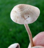 Panaeolus cinctulus image