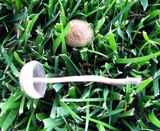 Panaeolus cinctulus image