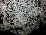 Ceratiomyxa fruticulosa var. fruticulosa image