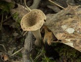 Craterellus foetidus image