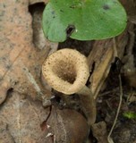 Craterellus foetidus image