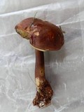 Imleria badia image