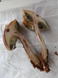 Imleria badia image