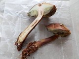 Imleria badia image