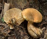 Tapinella atrotomentosa image