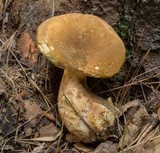 Tapinella atrotomentosa image
