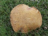 Baorangia bicolor image