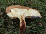 Baorangia bicolor image