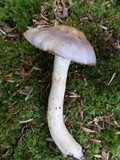 Cortinarius iodes image