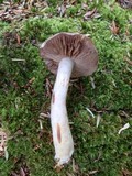 Cortinarius iodes image