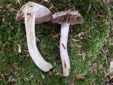 Cortinarius iodes image