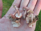 Rugosomyces carneus image