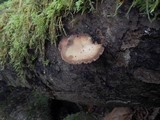 Simocybe sumptuosa image