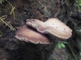 Simocybe sumptuosa image