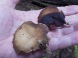 Simocybe sumptuosa image