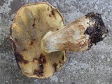 Boletus huronensis image