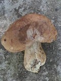 Boletus huronensis image