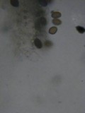 Panaeolus cinctulus image