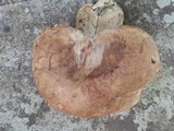 Boletus huronensis image