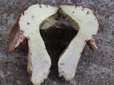 Boletus huronensis image