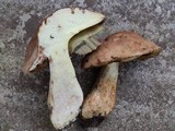 Boletus huronensis image