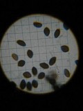 Panaeolus cinctulus image