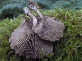 Simocybe sumptuosa image