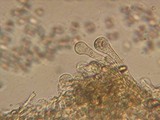 Simocybe sumptuosa image