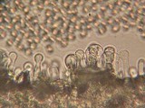 Simocybe sumptuosa image
