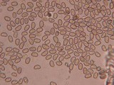 Simocybe sumptuosa image