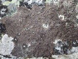 Xanthoparmelia pulla image