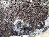 Xanthoparmelia pulla image