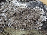 Parmelia saxatilis image