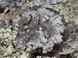 Parmelia saxatilis image
