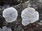 Pertusaria lactea image