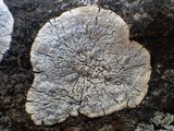 Pertusaria lactea image