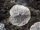 Pertusaria lactea image