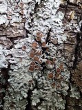 Parmelina carporrhizans image