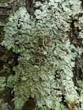 Parmelina carporrhizans image