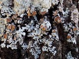 Parmelina carporrhizans image