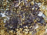 Nephroma tangeriense image