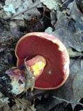 Boletus carminiporus image