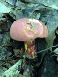 Boletus carminiporus image